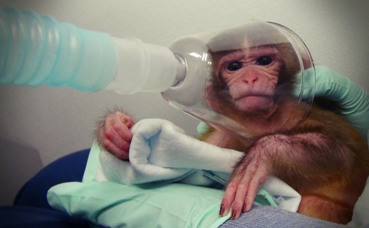 Experimentación animal Experimentación animal - Entrevista a Oscar Horta.